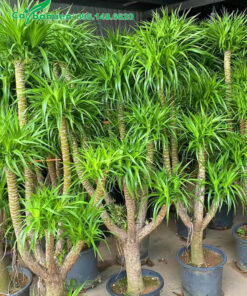 Phát Tài Núi lá nhỏ cao 1,5m