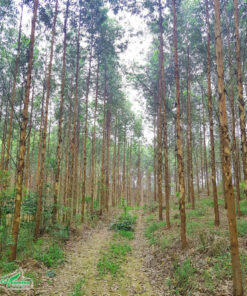 Rừng bạch đàn được chăm sóc tốt, dọn cỏ thường xuyên