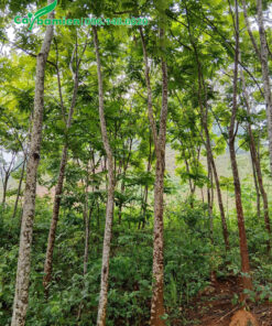 Rừng cây Lát Hoa cao 6 - 7m