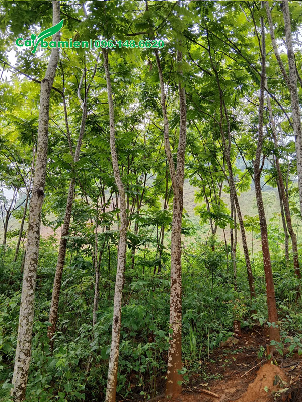 Rừng cây Lát Hoa cao 6 - 7m