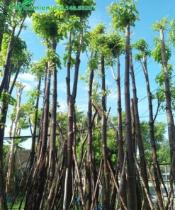 Vườn cây sala công trình cao 5m