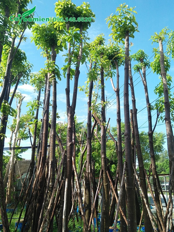 Vườn cây sala công trình cao 5m