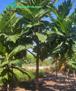 Đường kính gốc 5cm, chiều cao hơn 2m