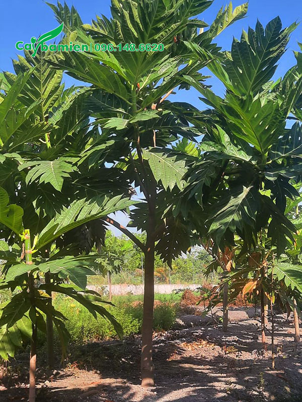 Đường kính gốc 5cm, chiều cao hơn 2m