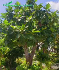 Sake cổ thụ đường kính gốc từ 35cm trở lên