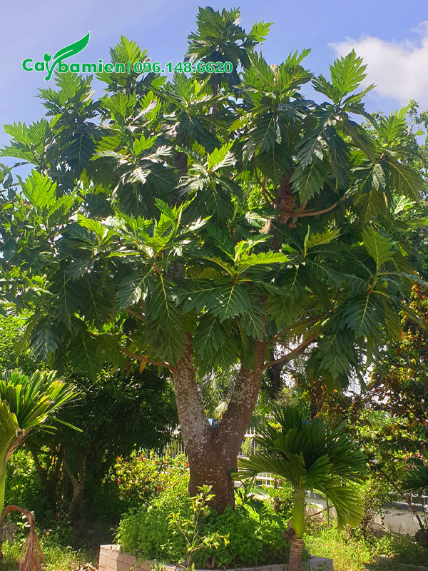 Sake cổ thụ đường kính gốc từ 35cm trở lên