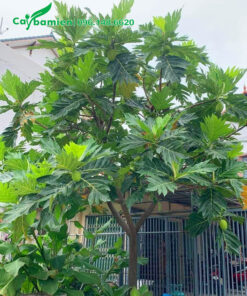 Sake trồng trước cổng nhà cao hơn 3m