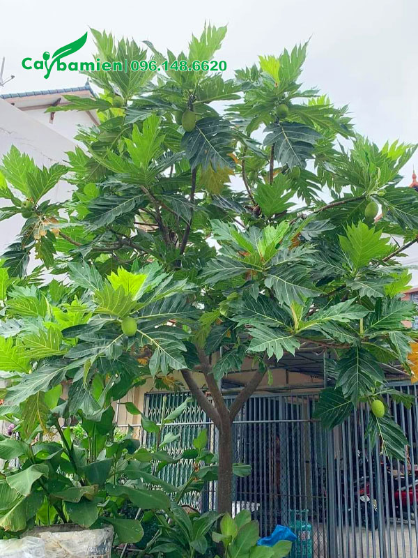 Sake trồng trước cổng nhà cao hơn 3m