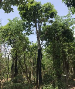 Cây sala công trình