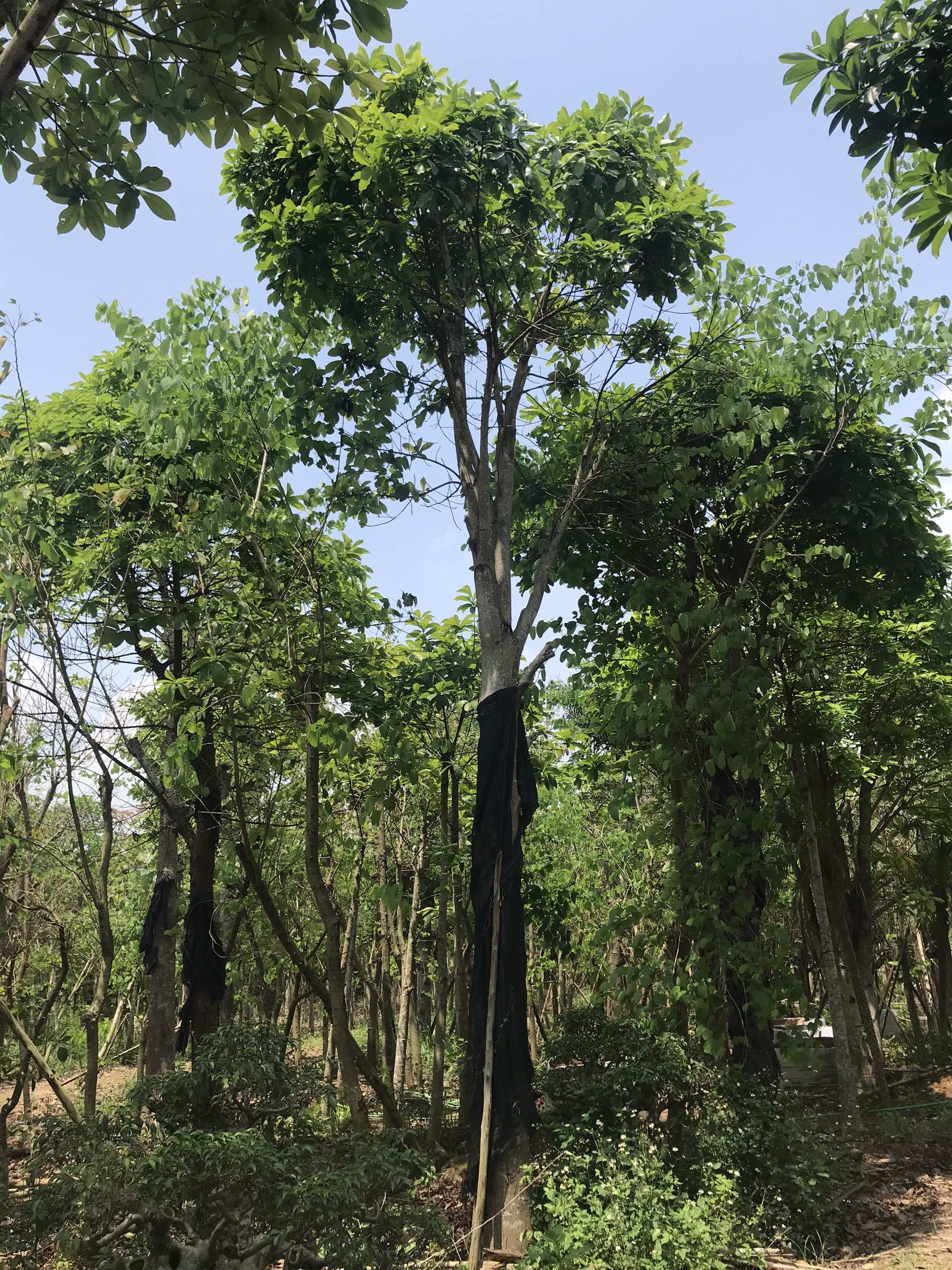 Cây sala công trình