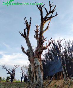 Dâm ủ kỹ cây Sộp cao 5cm, đường kính 50cm