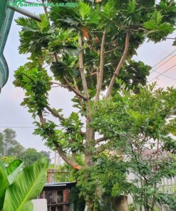 Cây đại thụ cao cả chục mét, đường kính gốc tới 50cm