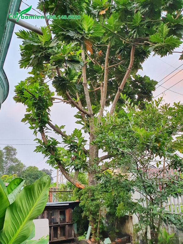 Cây đại thụ cao cả chục mét, đường kính gốc tới 50cm