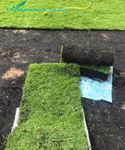 Cuộn cỏ mới cắt, chiều dài 80cm