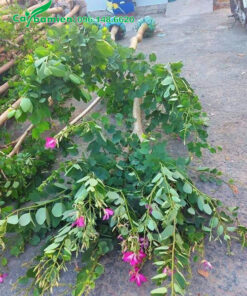 Tập kết những cây hoa ban tím cao 5 - 6m