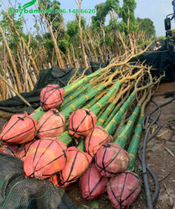 Kèn Hồng công trình đã bọc kỹ, tỉa tay cành xếp thành đống lớn trước khi cho lên xe