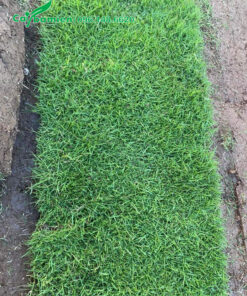 Tấm cỏ nhung nhật kích thước 60x30cm