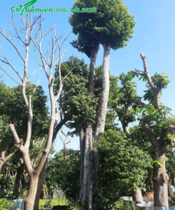 Vườn dâm ủ Thị và các loại cây ăn quả cổ thụ