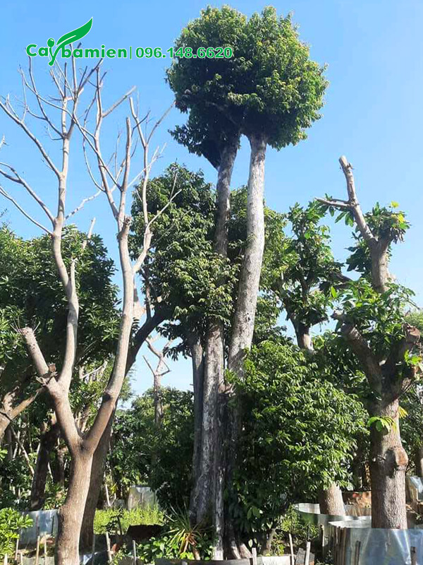 Vườn dâm ủ Thị và các loại cây ăn quả cổ thụ