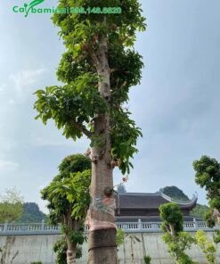 Thi công trồng cây hoa vô ưu đường kính 35cm