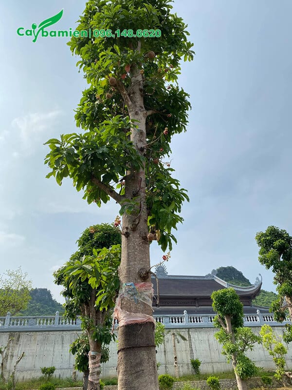 Thi công trồng cây hoa vô ưu đường kính 35cm