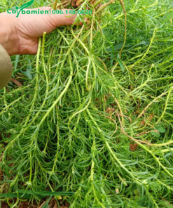 Cắt cành cây hoa Mười Giờ đem trồng