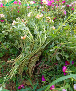 Từng bó hoa Mười Giờ Sam mới thu hoạch