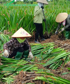 Thu hoạch củ và gốc cây hoa bạch trinh biển lâu năm