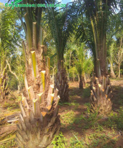 Vườn cây Cọ Dầu lâu năm, số lượng hơn 1000 gốc, kích thước đồng đều