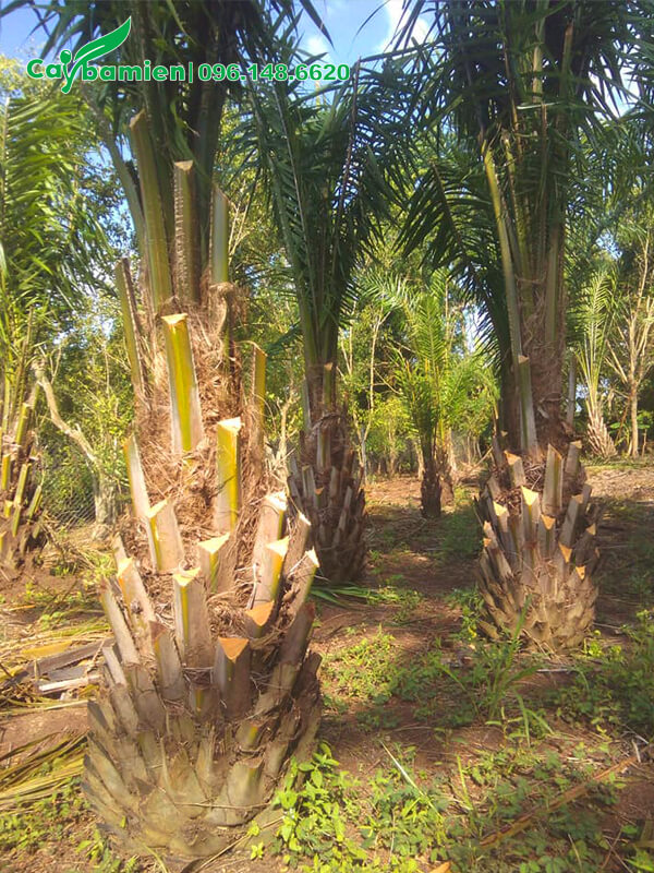 Vườn cây Cọ Dầu lâu năm, số lượng hơn 1000 gốc, kích thước đồng đều