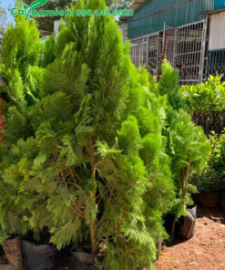 Cây Trắc Bá Diệp cao 2m, đã đánh sẵn bầu