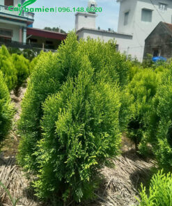 Nhà vườn bán cây Trắc Bách Diệp cảnh cao 1m