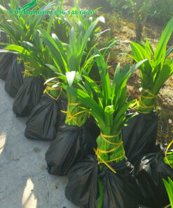 Những cây bạch trinh biển lớn được bọc và buộc cẩn thận trong túi