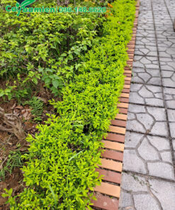 Chuỗi Ngọc trồng viền bồn hoa