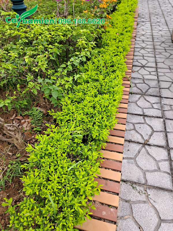 Chuỗi Ngọc trồng viền bồn hoa