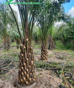 Vườn Cọ Dầu công trình đánh thẳng, báo giá trực tiếp tại vườn