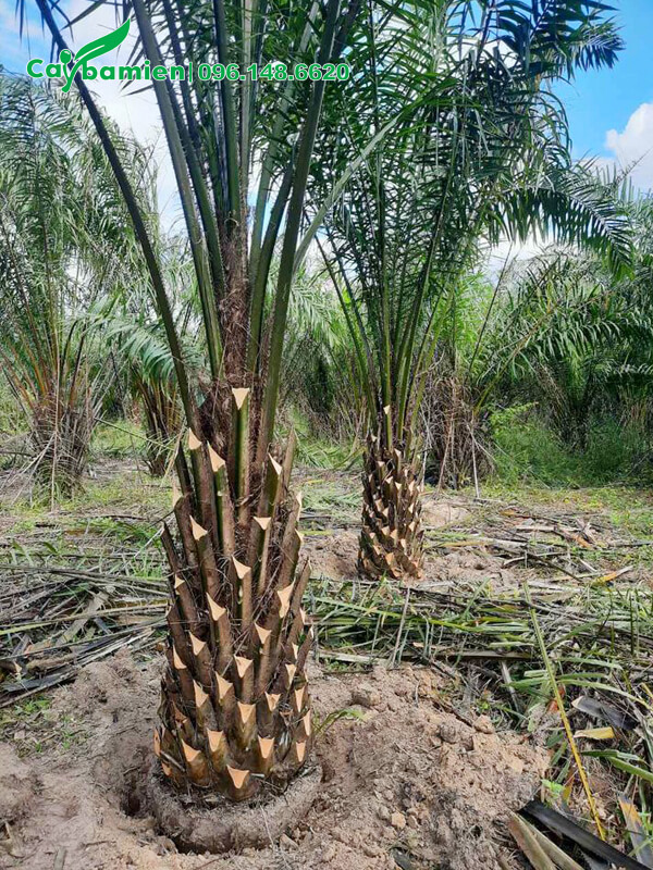 Vườn Cọ Dầu công trình đánh thẳng, báo giá trực tiếp tại vườn