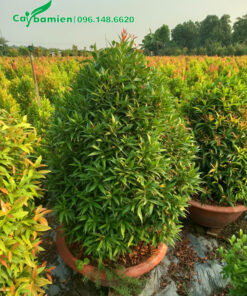 Trồng cây Hồng Lộc trong chậu, chiều cao gần 1m