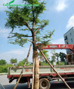 Chống cọc cho cây me công trình mới trồng