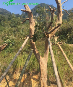 Một cây ổi cổ thụ mới trồng