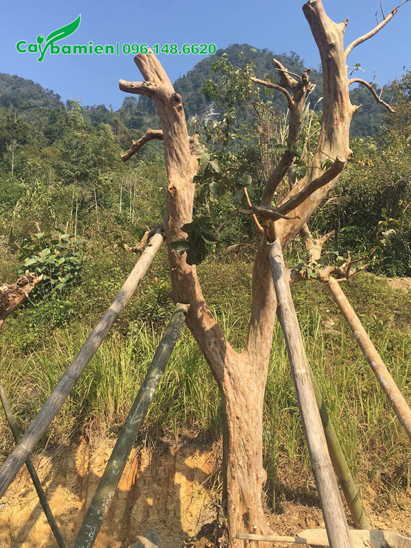 Một cây ổi cổ thụ mới trồng