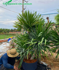 Công nhân đang dâm ủ cây phát tài núi vào bầu