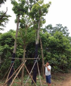 Trồng cây sala công trình