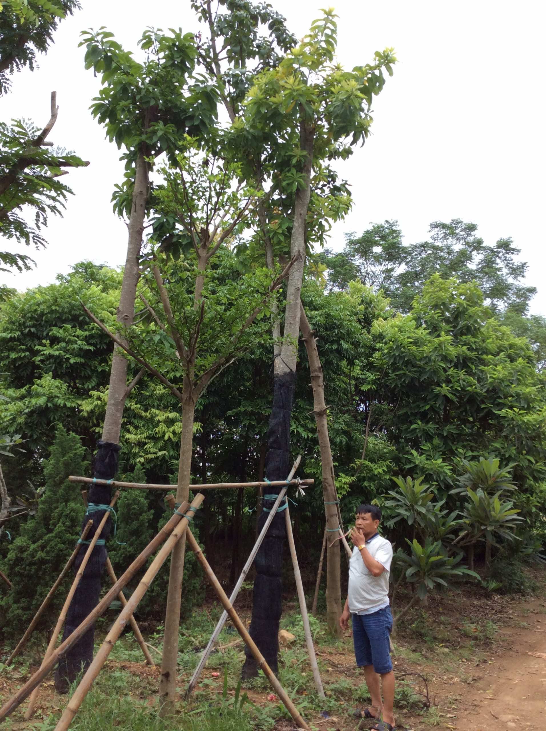 Trồng cây sala công trình