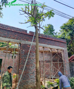 Cây Ba Miền đang trồng cây sò đo cam kích thước lớn cho khách hàng ở hà nội