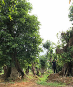 Trồng cây sung cổ thụ