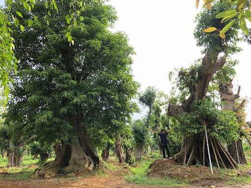 Trồng cây sung cổ thụ