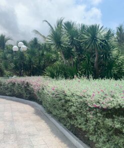 Tuyết sơn phi hồng trồng bồn công trình