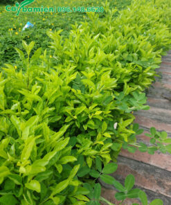 Vỉa hè trồng đường viền bằng cây Chuỗi Ngọc