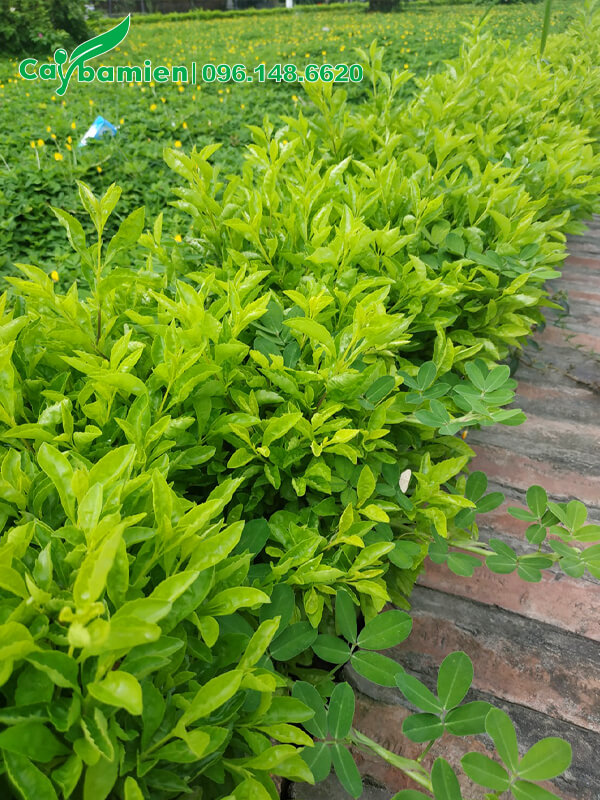 Vỉa hè trồng đường viền bằng cây Chuỗi Ngọc